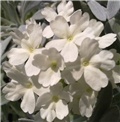 verbena